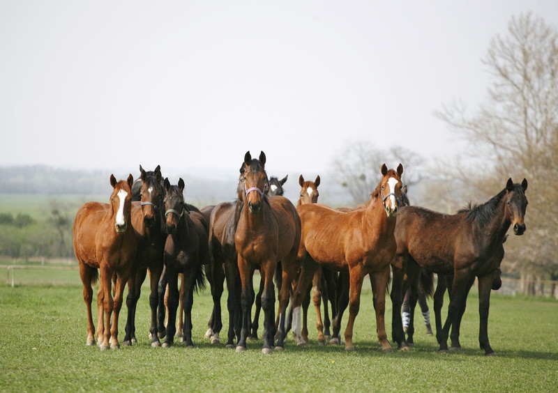 競馬 