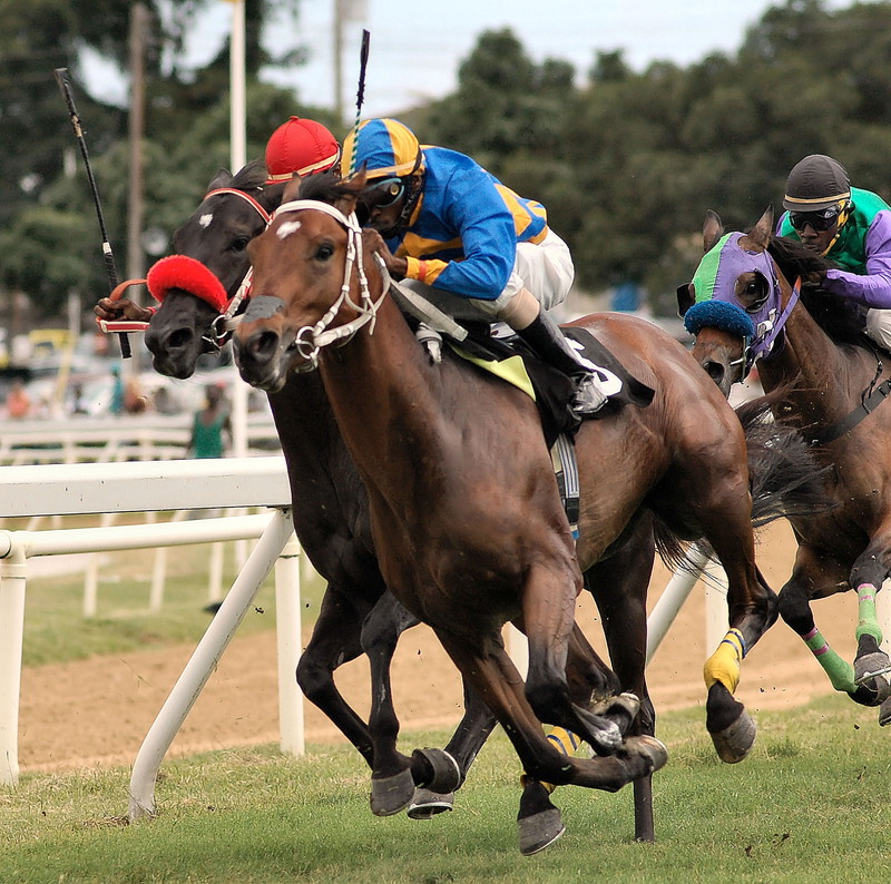 競馬 